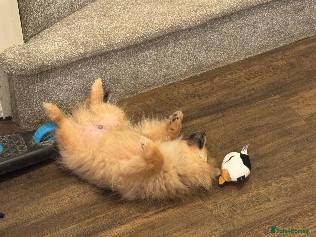 Pomeranian dogs for sale: Beautiful Little Boy Pomeranian - Image 3