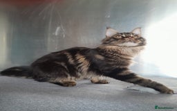 Maine Coon cats for sale: two girl with 5 pedigree maine coon - Image 13