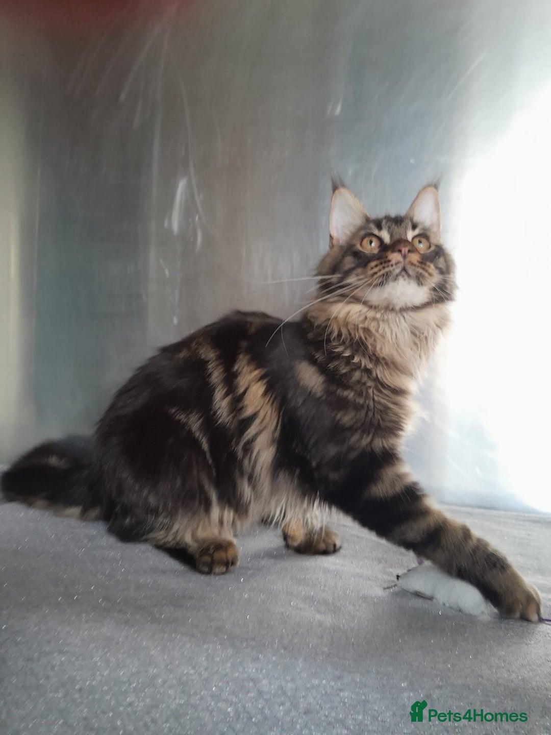 Maine Coon cats for sale: two girl with 5 pedigree maine coon - Image 13