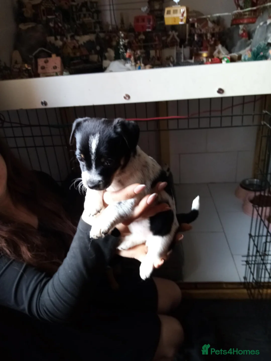 Jack Russell dogs for sale: Miniature jack Russell puppies two girls  in Aylesford - Advert 5