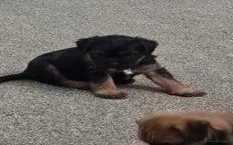 Border Terrier dogs for sale: Border Terriers  - Advert 5