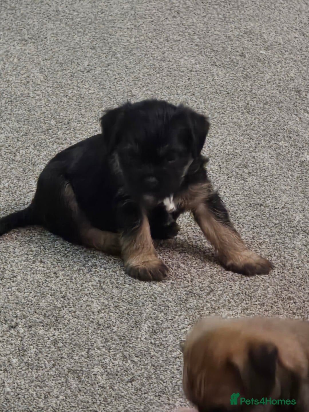 Border Terrier dogs for sale: Border Terriers  - Advert 5