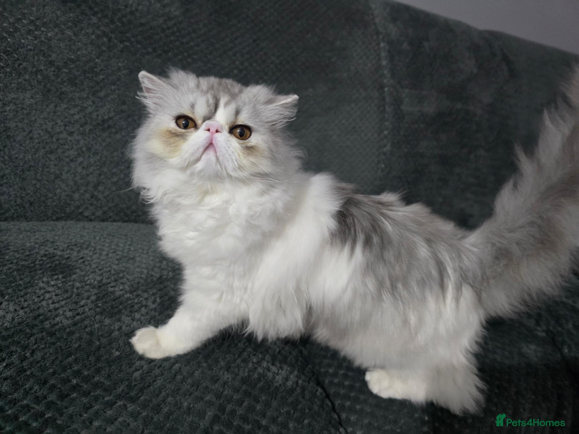 Persian cats Adorable Silver Tabby Persian Kitten for Sale  - Advert 2