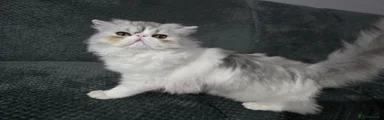 Oreo
