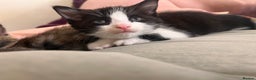 Mixed Breed cats for sale: 2 kittens  - Advert 9