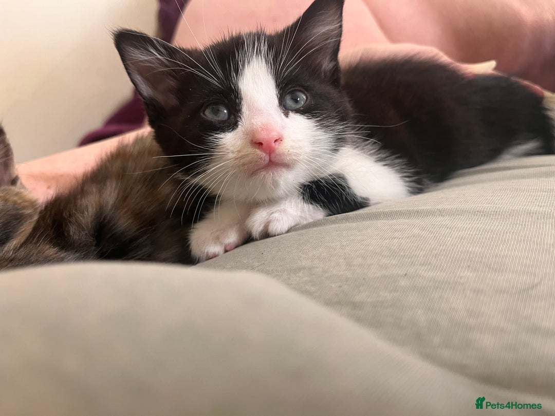 Mixed Breed cats for sale: 2 kittens  - Image 9