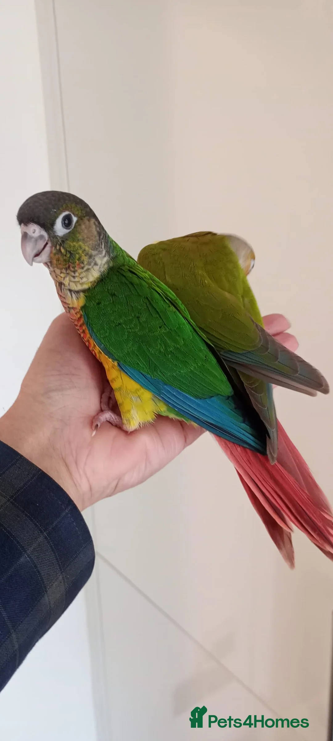 Conures birds for sale: Handreared green cheek conures for sale - Advert 2