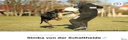 Dobermann dogs for sale: Champion and working lines KC Doberman litter - Advert 19