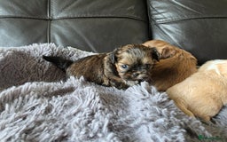 Shih Tzu dogs for sale: Stunning Rare Brindle Imperial Shih Tzu puppies - Image 31