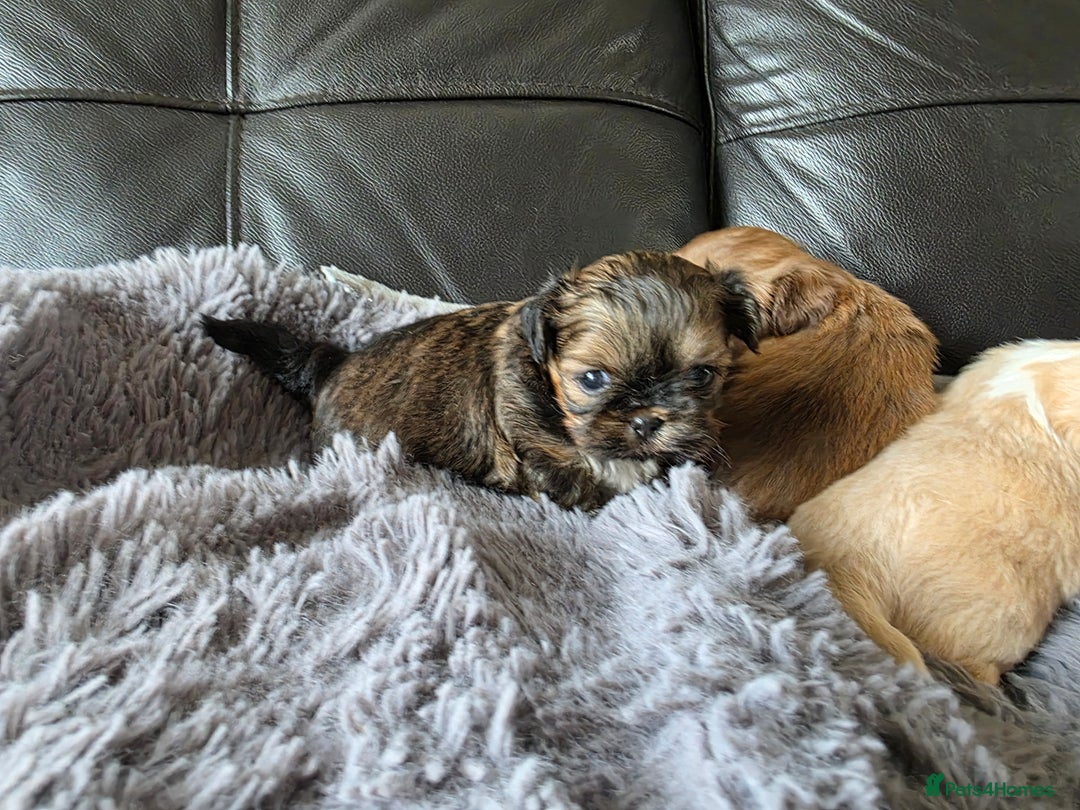 Shih Tzu dogs for sale: Stunning Rare Brindle Imperial Shih Tzu puppies - Image 31