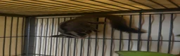 Sugar Glider rodents for sale: 3 Sugar Gliders in Plymouth - Advert 9