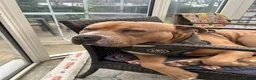 Mixed Breed dogs for sale: American bulldog cross with Staffordshire  - Advert 5