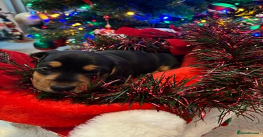 Miniature Dachshund dogs KC Registered Miniature dachshund  - Advert 3