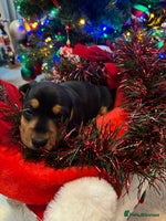 Miniature Dachshund dogs KC Registered Miniature dachshund - Advert 4