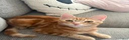 Mixed Breed cats for sale: 8Month old ginger kitten - Advert 5