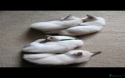 Snowshoe cats for sale: Rare Pedigree Snowshoe Kittens  - Image 15