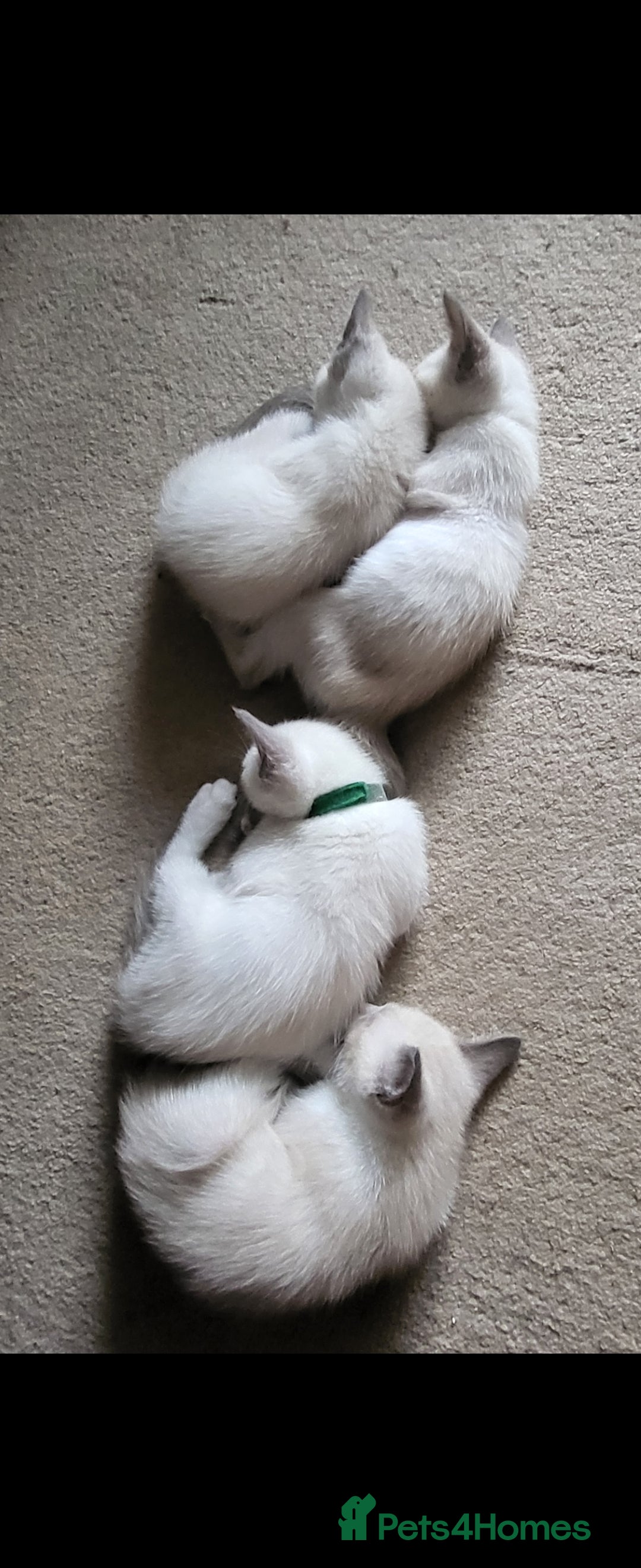 Snowshoe cats for sale: Rare Pedigree Snowshoe Kittens  - Image 15