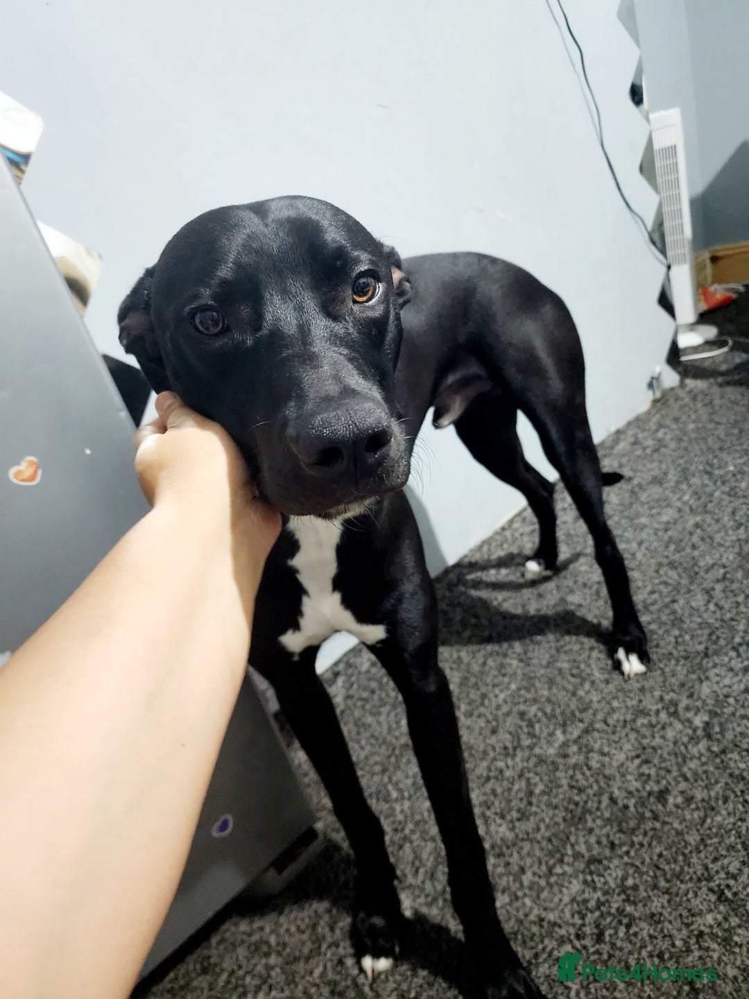 Mixed Breed dogs for sale: Bayley - Image 3