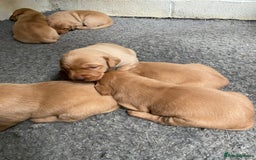 Labrador Retriever dogs for sale: Fox Red Labrador Puppies  - Image 4