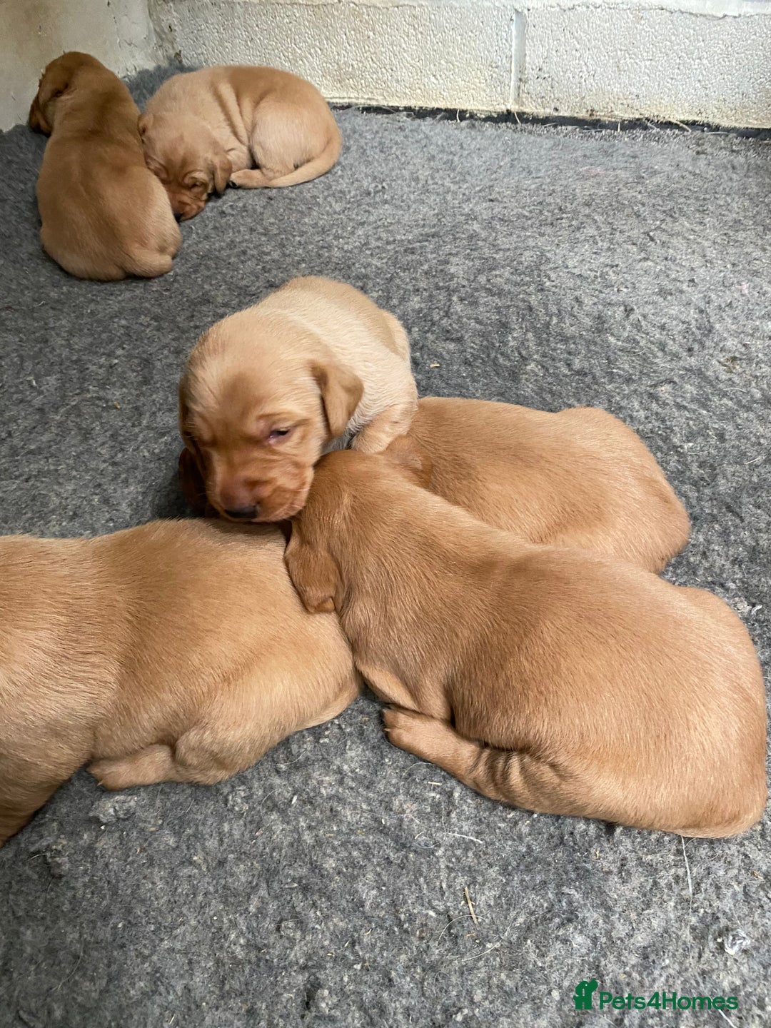 Labrador Retriever dogs for sale: Fox Red Labrador Puppies  - Image 4
