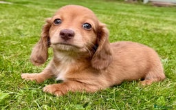 Miniature Dachshund dogs for sale: Red long haired shaded red  - Image 4