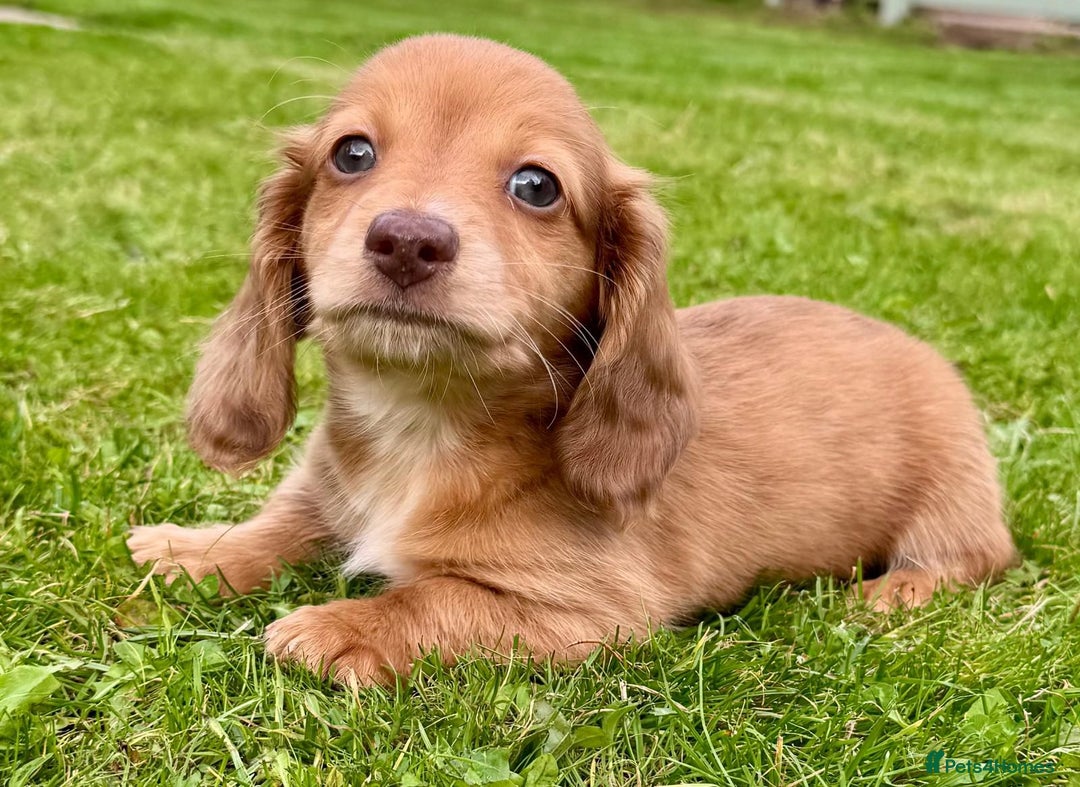 Miniature Dachshund dogs for sale: Red long haired shaded red  - Image 4