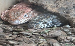 Lizard reptiles for sale: Red & white + Black & white Tegu in Gillingham - Image 1