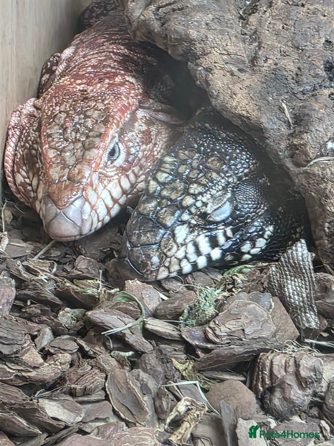 Lizard reptiles for sale: Red & white + Black & white Tegu in Gillingham - Image 1