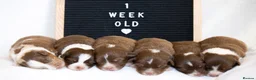 Australian Shepherd dogs for sale: KC registered Australian shepherd  - Advert 11