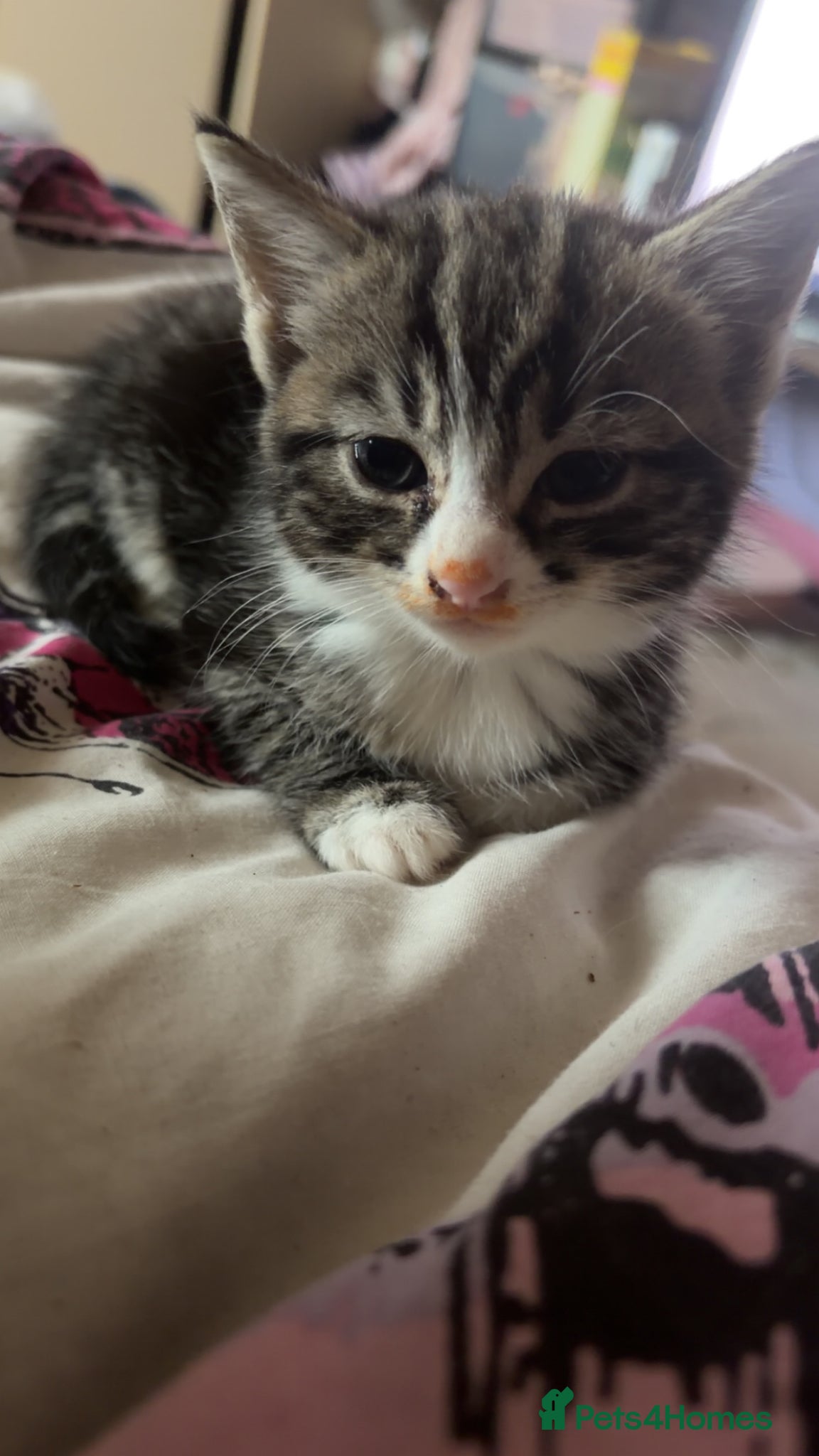 Mixed Breed cats for sale: 5 friendly playful mixed tabby kittens - Advert 11