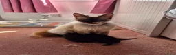 Mixed Breed cats for sale: Kittens  - Advert 2