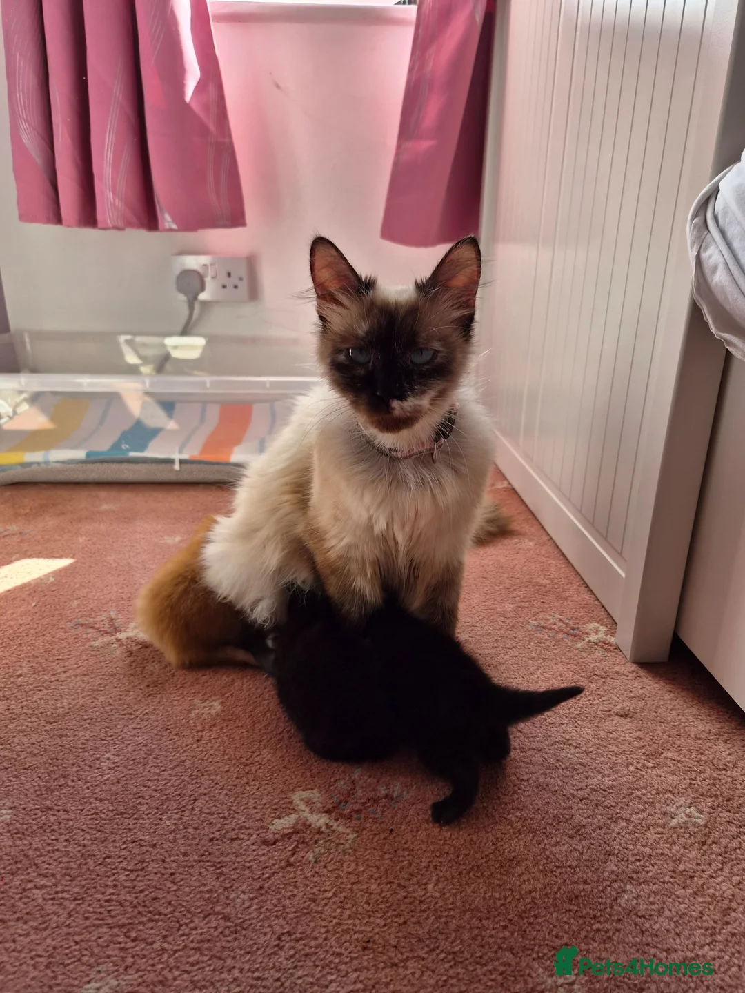 Mixed Breed cats for sale: Kittens  - Advert 2
