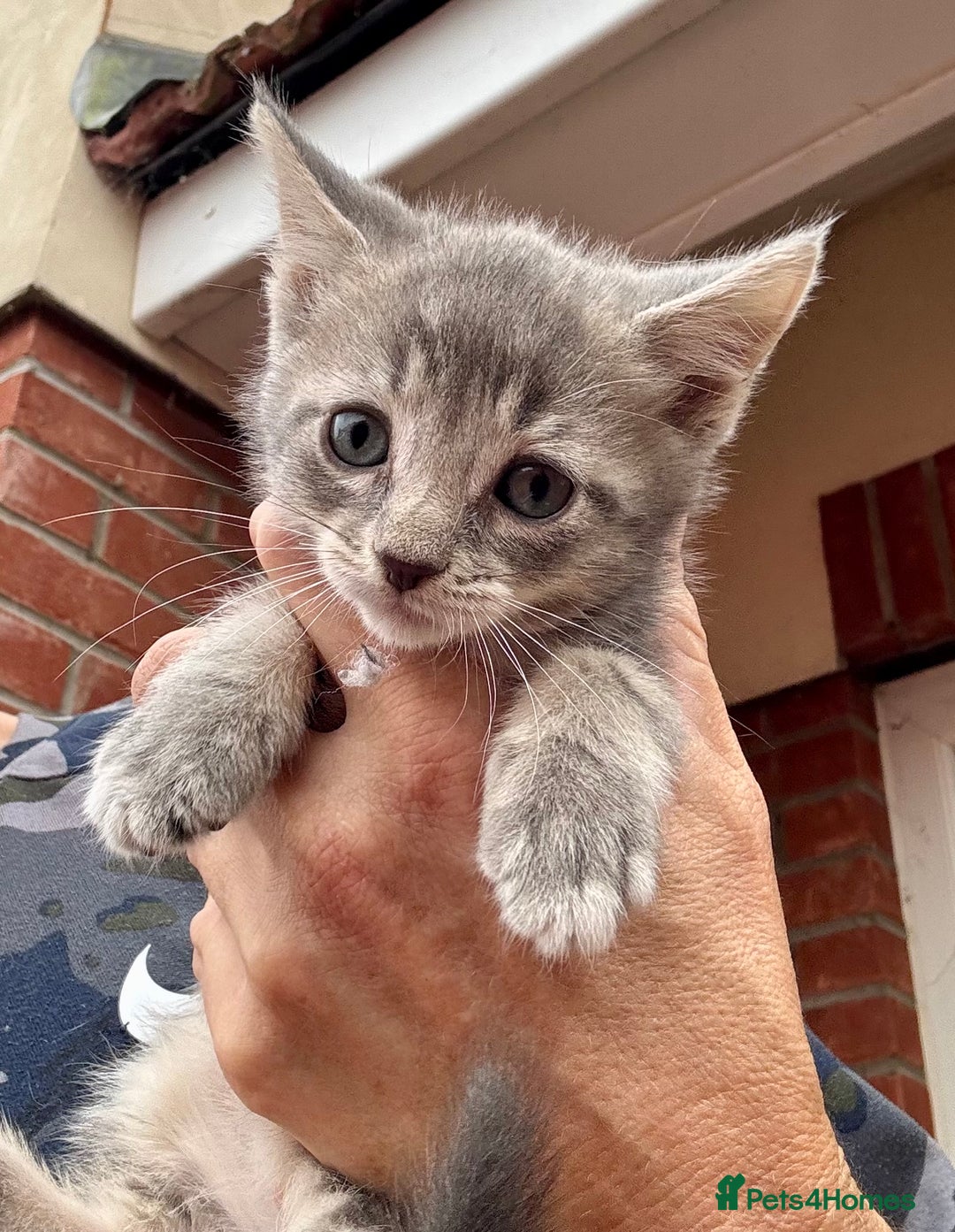 Mixed Breed cats for sale: Persian cross Ragdoll kittens real stunners - Image 8