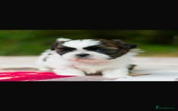 Shih Tzu dogs for sale: Lovely Shih Tzu looking for a new home - Image 2