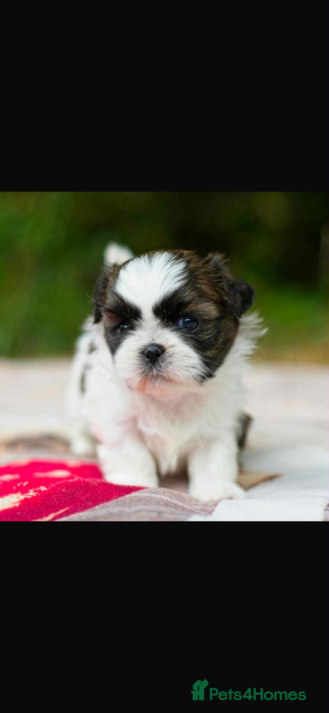 Shih Tzu dogs for sale: Lovely Shih Tzu looking for a new home - Image 2