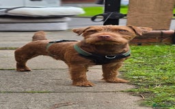 Patterdale Terrier dogs for stud: Chocolate patterdale  in Glasgow - Image 1