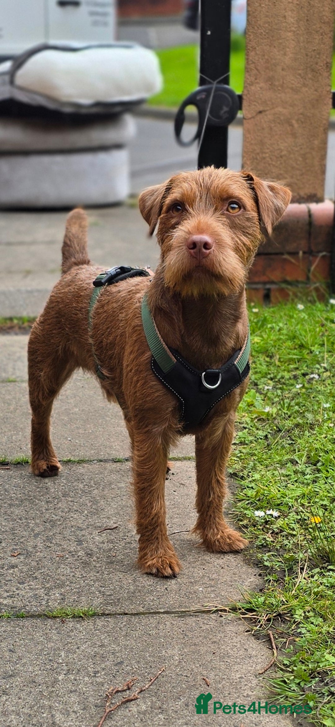 Patterdale Terrier dogs for stud: Chocolate patterdale  in Glasgow - Image 1