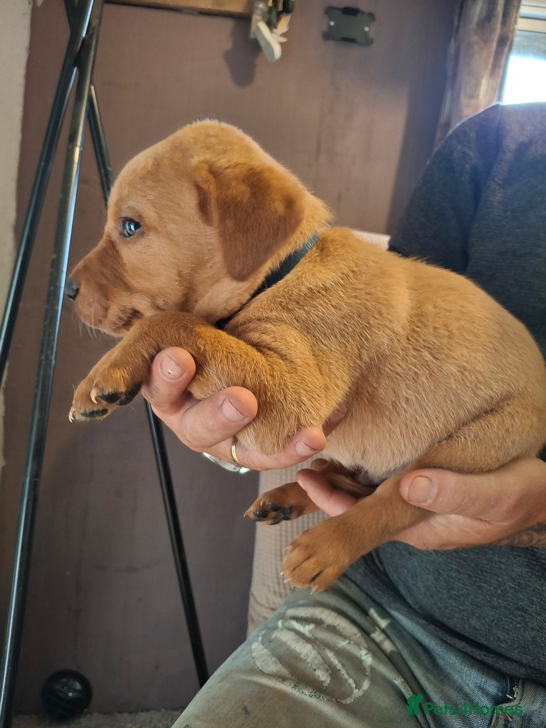 Labrador Retriever dogs for sale: Red 5th generation pedigree labrador  - Image 11