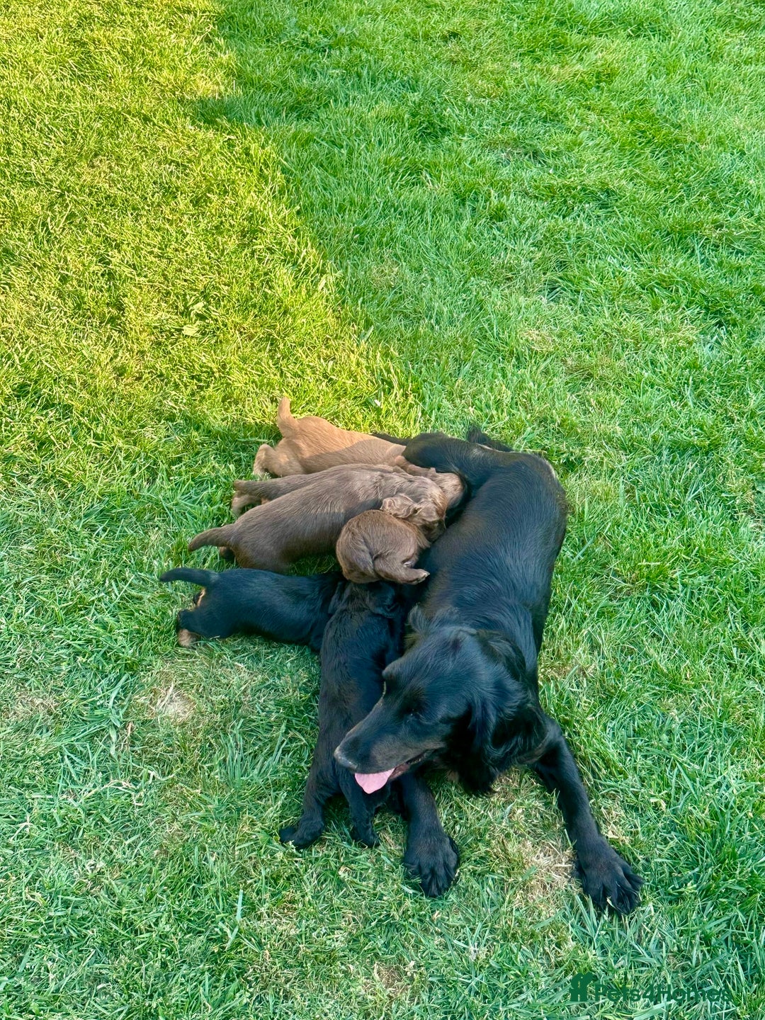 Cocker Spaniel dogs for sale: KC Registered Working Cocker Spaniel Puppies  in Shepton Mallet - Image 7