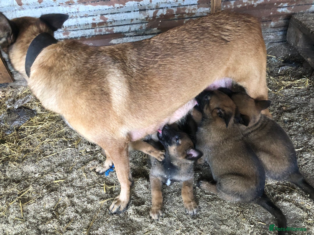 Belgian Shepherd Dog dogs for sale: Malinois pups - Lincoln - Image 2