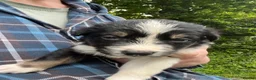 Mixed Breed dogs for sale: Cookie x huntaway  in Bideford - Advert 1