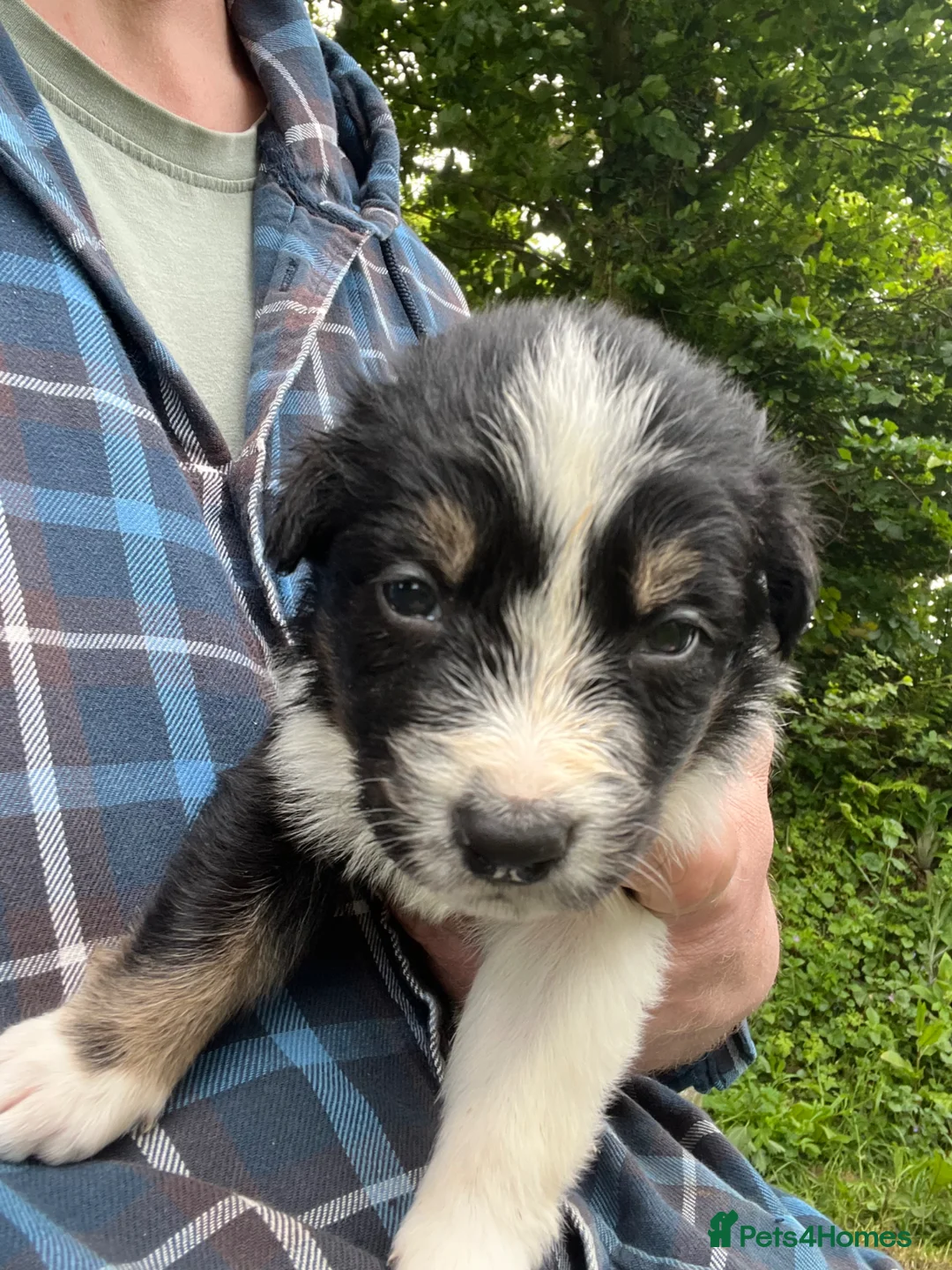 Mixed Breed dogs for sale: Cookie x huntaway  in Bideford - Advert 1