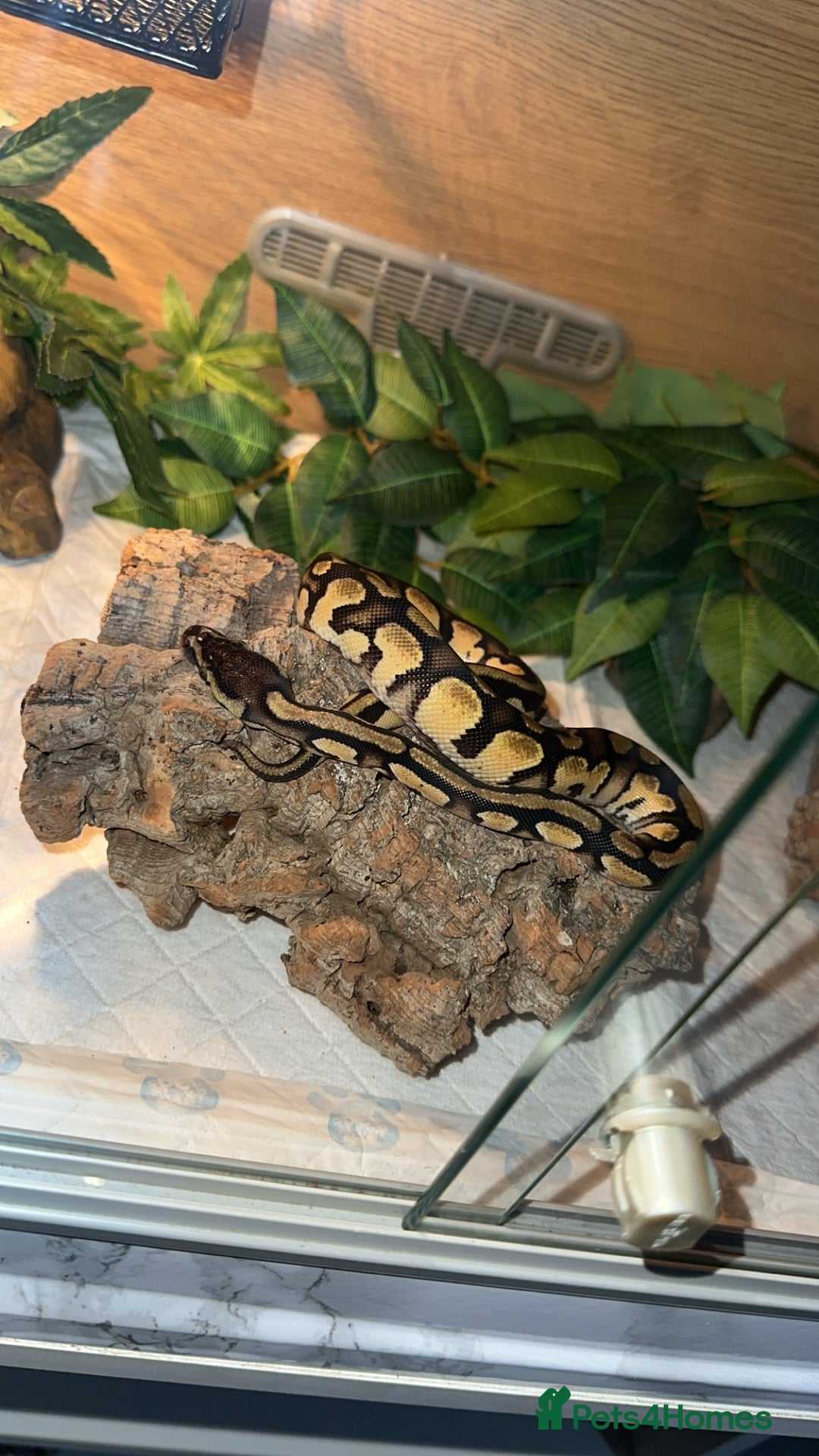 Python Snake reptiles for sale: Yellow pastel ball python  - Advert 4
