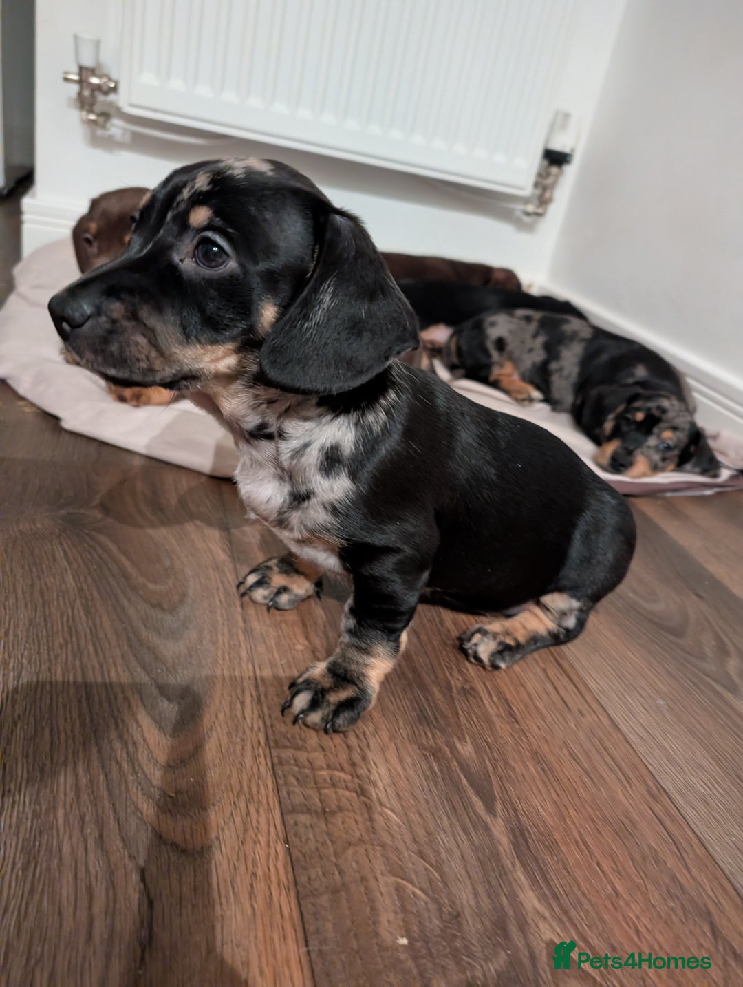 Mixed Breed dogs for sale: Beautiful dachshund puppies  - Advert 2