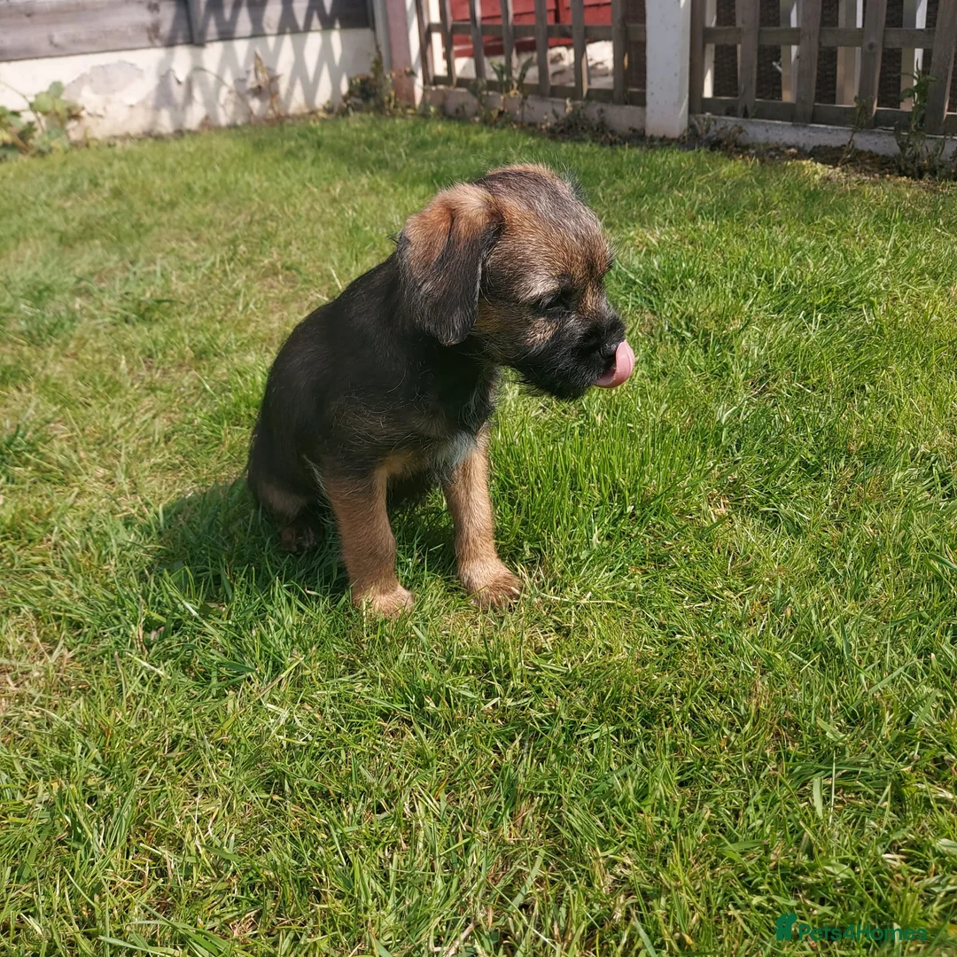 Border Terrier dogs for sale: Gorgeous Border Terrier puppies - Advert 16