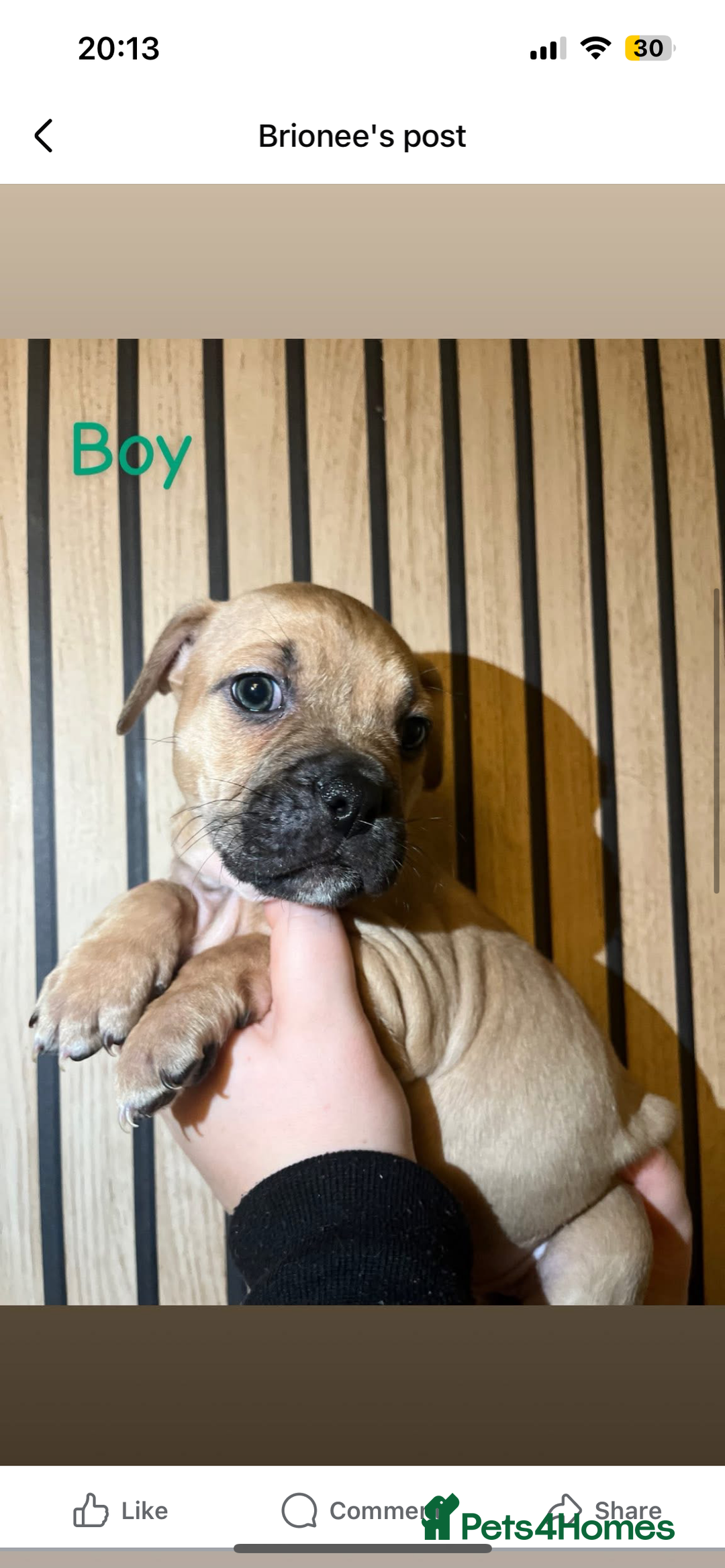 Mixed Breed dogs for sale: Staffy x pocket bully puppies - Advert 3