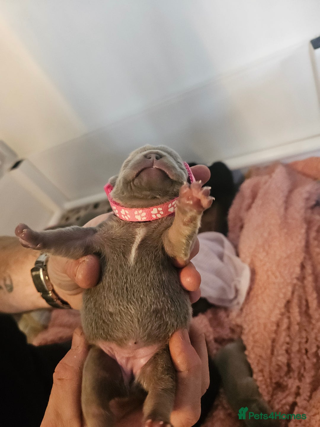 French Bulldog dogs for sale: Beautiful French bulldog puppies  - Advert 4