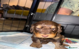Cockapoo dogs for sale: ✨ F1 Toy Cockapoo Puppies – Ready 28th August ✨ - Image 6