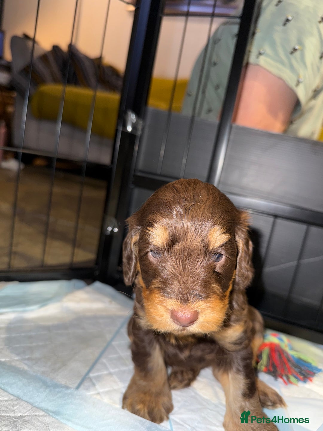 Cockapoo dogs for sale: ✨ F1 Toy Cockapoo Puppies – Ready 28th August ✨ - Image 6