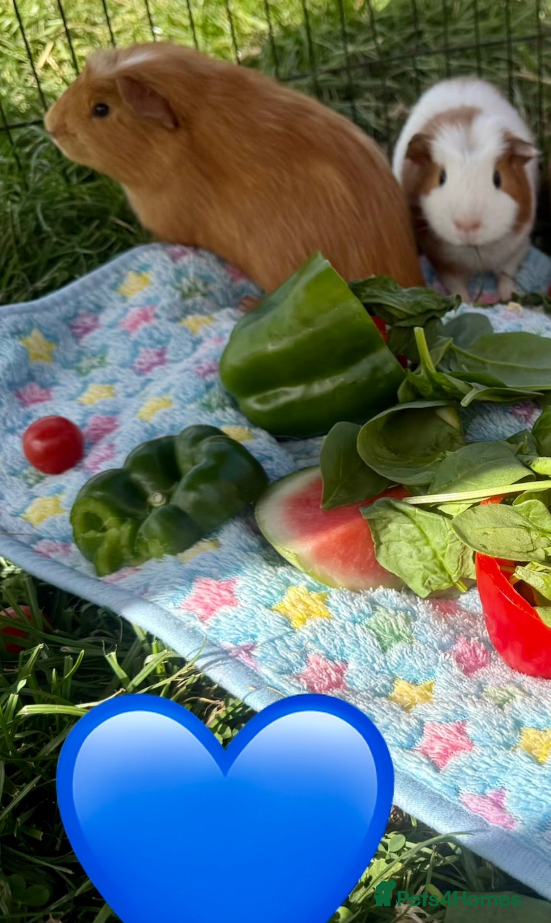 Guinea Pig rodents Bonded baby boy guinea pigs  - Advert 2